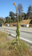 Common Mullein (fasciated)