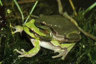 Hyla arborea arborea