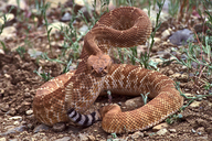 Red Diamond Rattlesnake