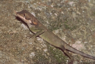 Ceratophora stoddartii