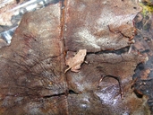 Plethodontohyla notosticta