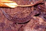 lepidoblepharis xanthostigma