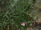 Trifolium kingii ssp. dedeckerae