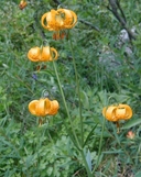 Lilium kelleyanum