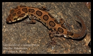 Kollegal Ground Gecko