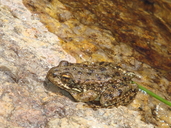 Rana sierrae