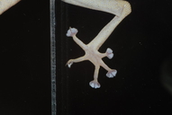 Ptyodactylus hasselquistii