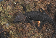 Tribolonotus gracilis