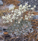 Photo of Eriogonum strictum var. greenei