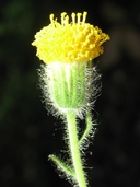 Arnica discoidea