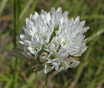 Hyacinth Triteleia