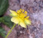 Potentilla glandulosa ssp. pseudorupestris