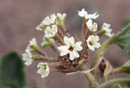 Small-flowered Sand Verbena