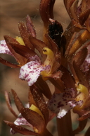 Corallorhiza maculata