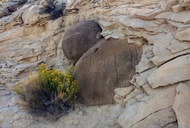 Cannonball Concretions in the Frontier Sandstone