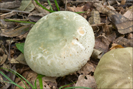 Quilted Green Russula