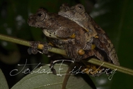 Dendropsophus marmoratus