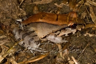 Leptodactylus knudseni