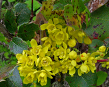 Berberis aquifolium var. aquifolium