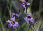 Sisyrinchium bellum