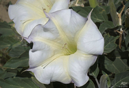 Datura wrightii