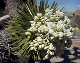 Yucca brevifolia