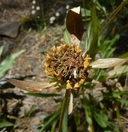 Helianthella californica