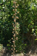 Verbascum blattaria