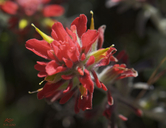 Castilleja affinis
