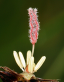 Juncus nevadensis