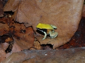 Mantella viridis