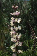 Lupinus argenteus var. heteranthus