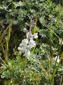 Delphinium variegatum ssp. kinkiense