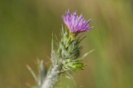 Carduus pycnocephalus