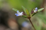 Collinsia parviflora