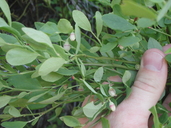 Vaccinium shastense subsp. shastense