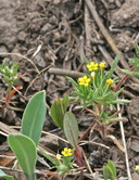 Navarretia breweri