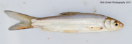 Pogonichthys macrolepidotus
