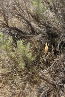 Calochortus leichtlinii