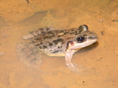 Leptodactylus fragilis