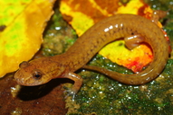 Gyrinophilus porphyriticus