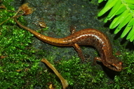 Desmognathus wrighti
