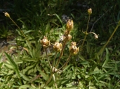 Primula jeffreyi