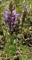 Lupinus lepidus var. lobbii
