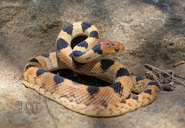 Namib Tiger Snake