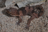 Cyrtodactylus yakhuna