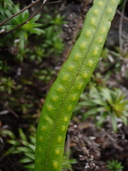 Lepisorus thunbergianus