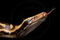 Borneo Short-tailed Python