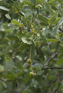 Quercus perpallida