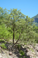 Quercus chihuahuensis